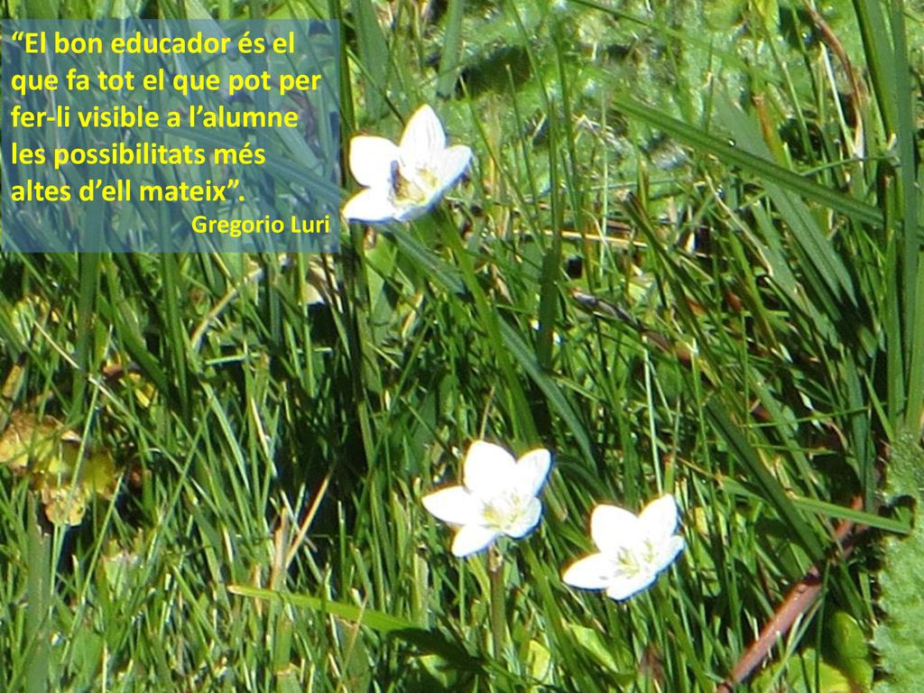 El bon educador és el que fa tot el que pot per fer-li visible a l’alumne les possibilitats més altes d’ell mateix .