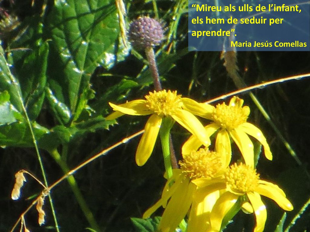 Mireu als ulls de l’infant, els hem de seduir per aprendre .