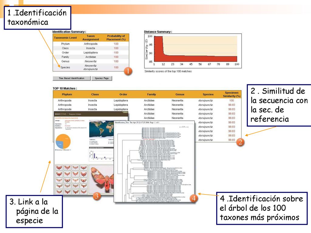 1 .Identificación taxonómica. 2 . Similitud de. la secuencia con. la sec. de. referencia. 4 .Identificación sobre.