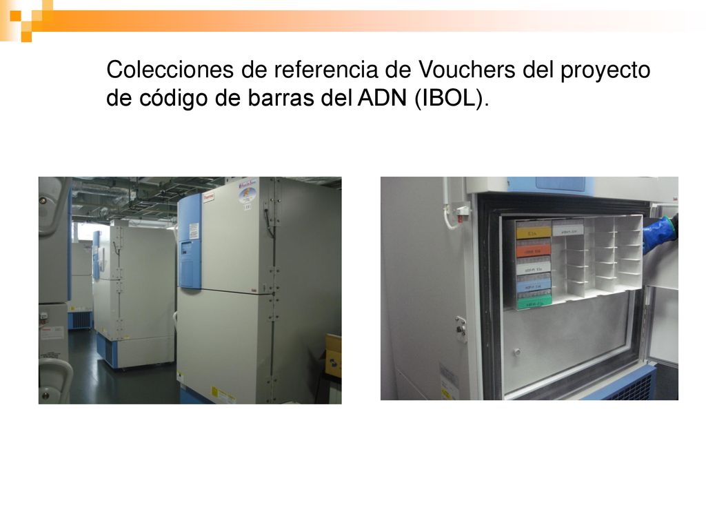 Colecciones de referencia de Vouchers del proyecto de código de barras del ADN (IBOL).