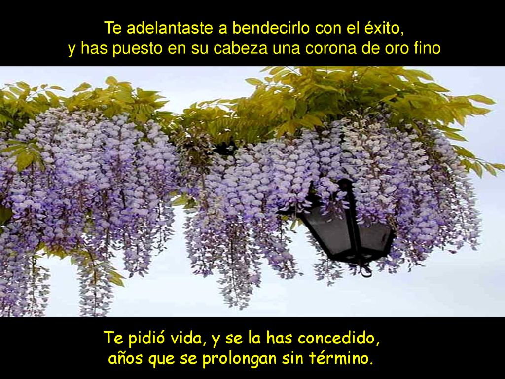 Te adelantaste a bendecirlo con el éxito, y has puesto en su cabeza una corona de oro fino