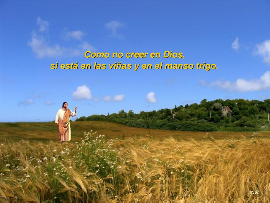 si está en las viñas y en el manso trigo.