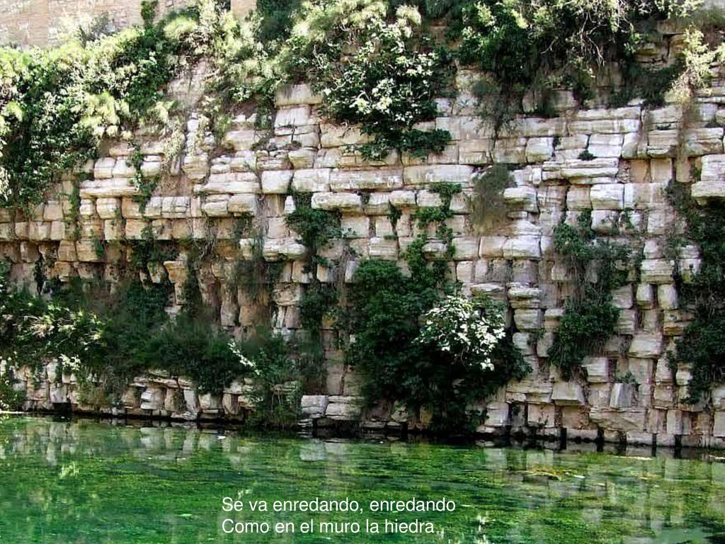 Se va enredando, enredando Como en el muro la hiedra