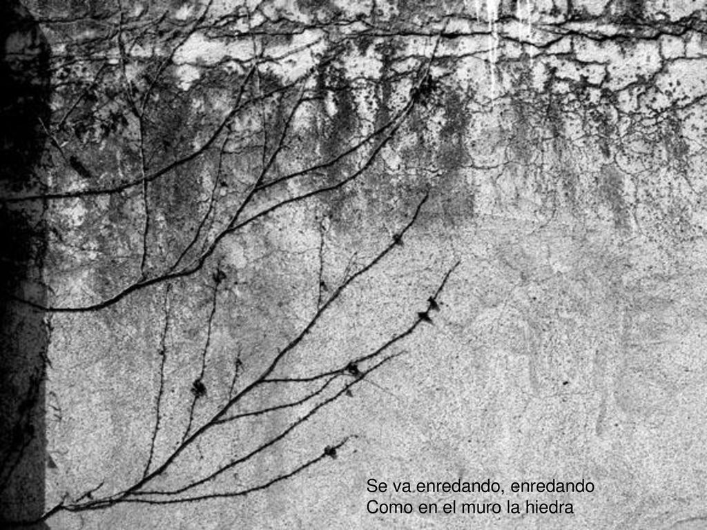 Se va enredando, enredando Como en el muro la hiedra