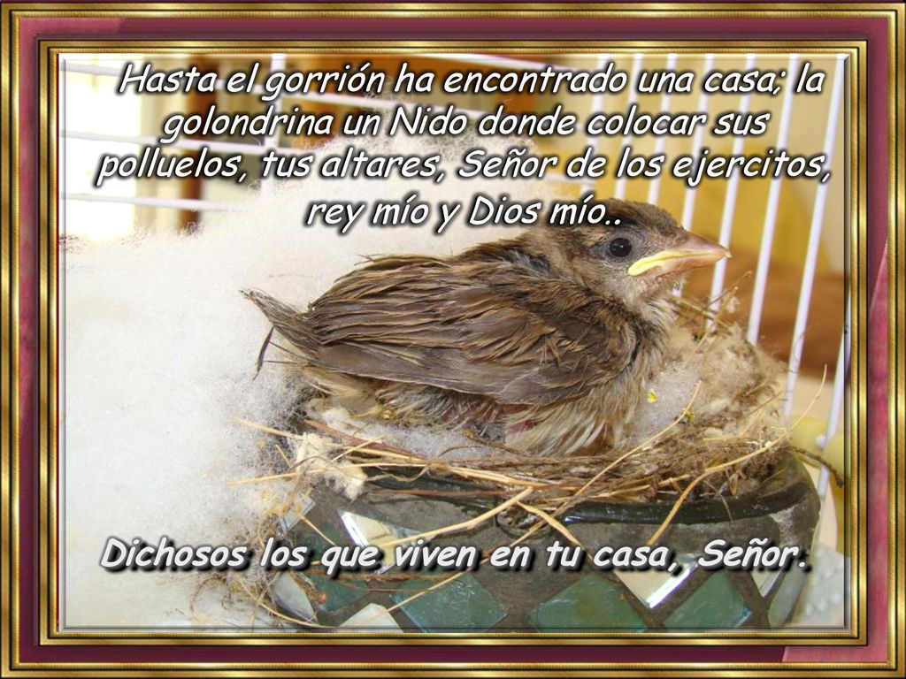 Hasta el gorrión ha encontrado una casa; la golondrina un Nido donde colocar sus polluelos, tus altares, Señor de los ejercitos, rey mío y Dios mío..