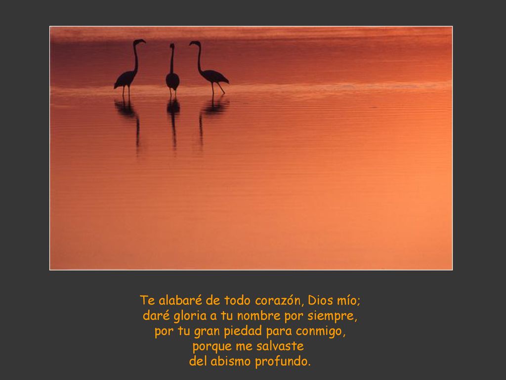Te alabaré de todo corazón, Dios mío;