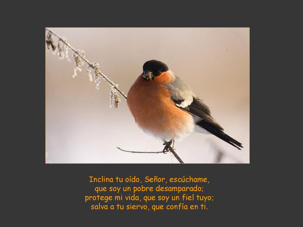 Inclina tu oído, Señor, escúchame, que soy un pobre desamparado;