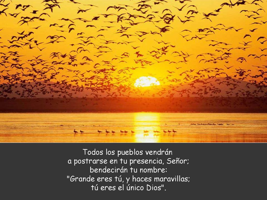 Todos los pueblos vendrán a postrarse en tu presencia, Señor;