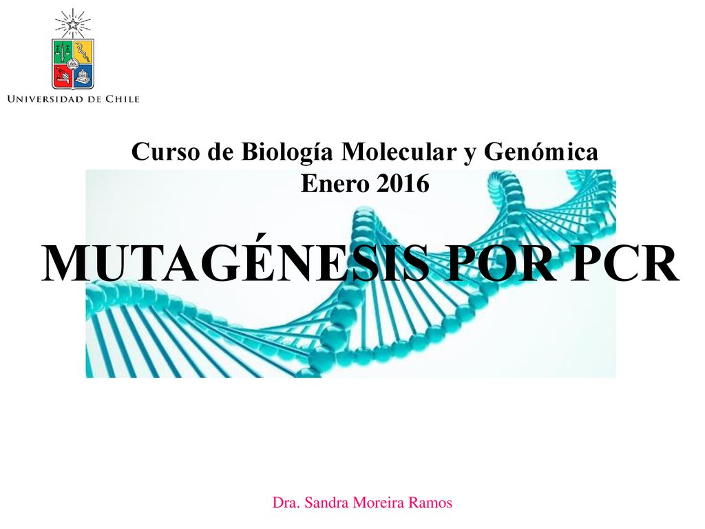 MUTAGÉNESIS POR PCR Curso de Biología Molecular y Genómica Enero 2016