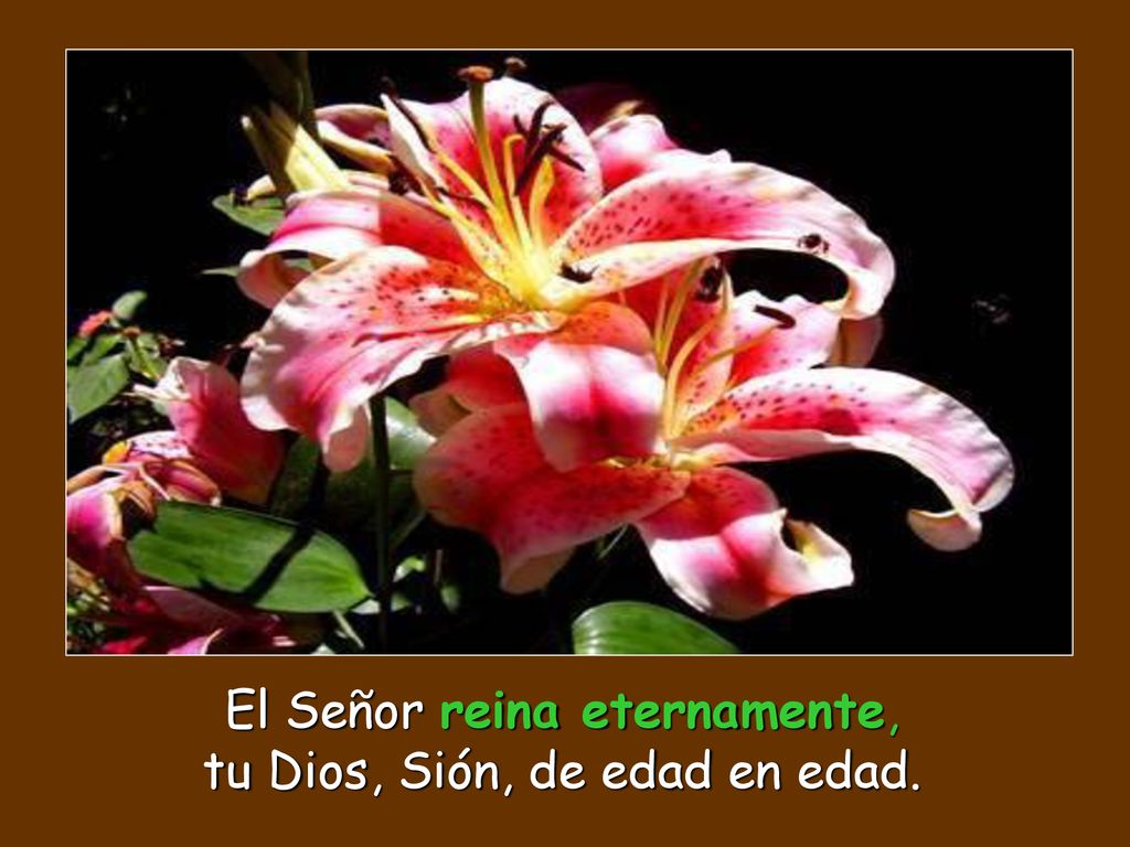 El Señor reina eternamente, tu Dios, Sión, de edad en edad.