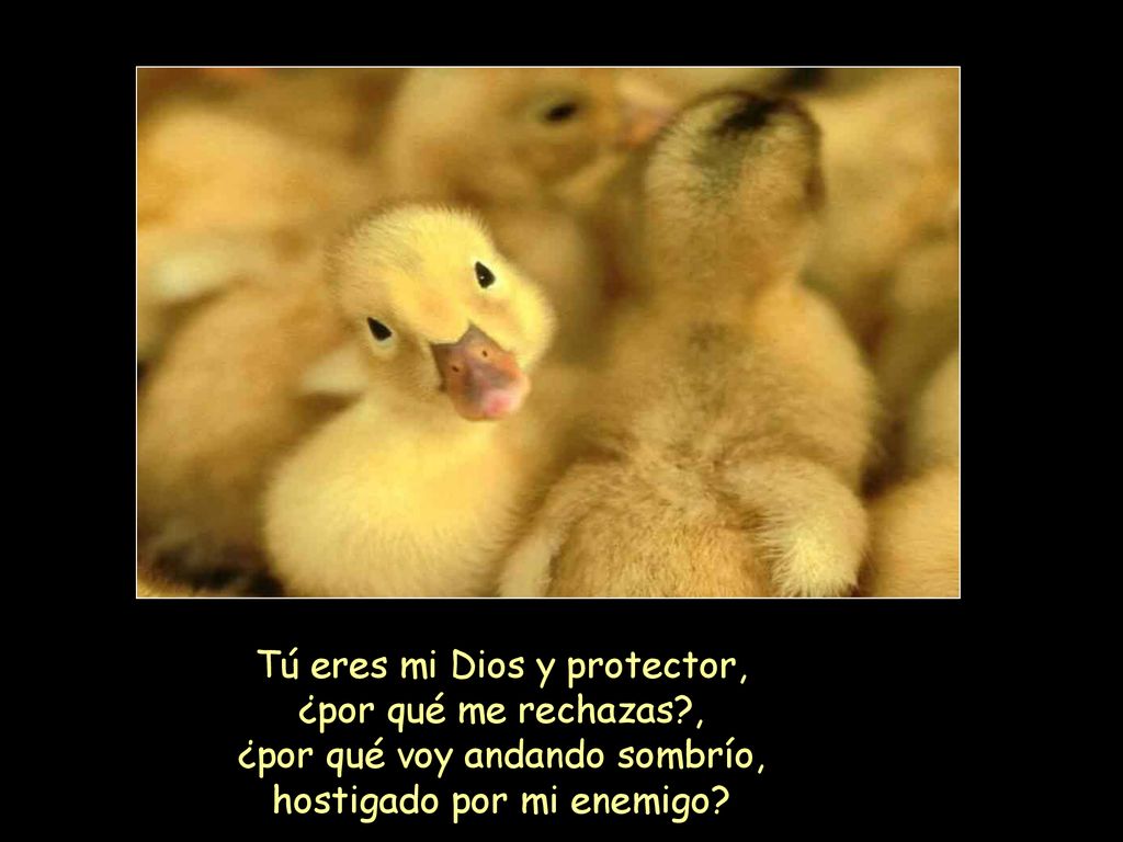 Tú eres mi Dios y protector, ¿por qué me rechazas