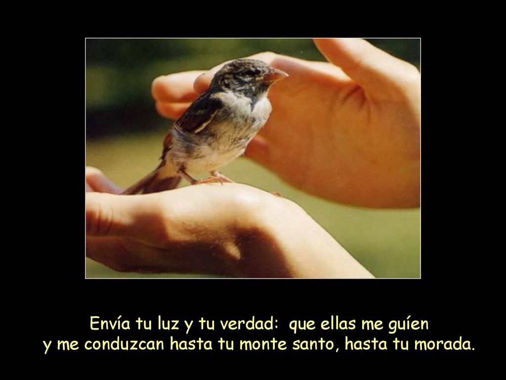 Envía tu luz y tu verdad: que ellas me guíen y me conduzcan hasta tu monte santo, hasta tu morada.