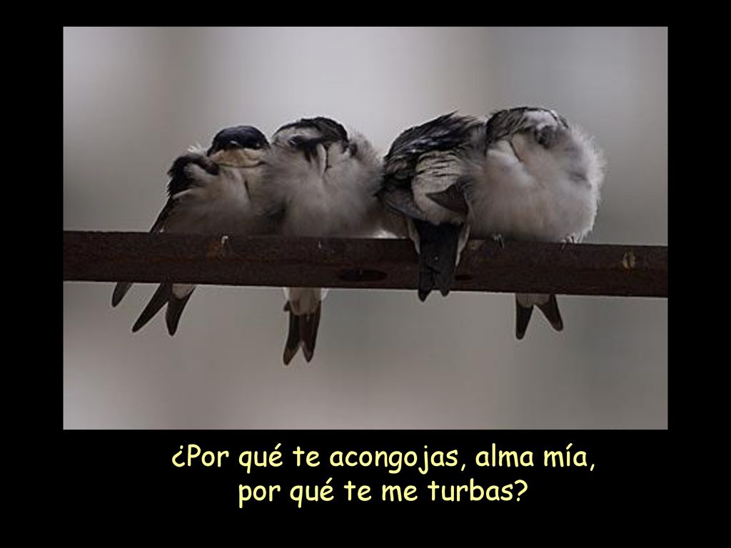 ¿Por qué te acongojas, alma mía, por qué te me turbas