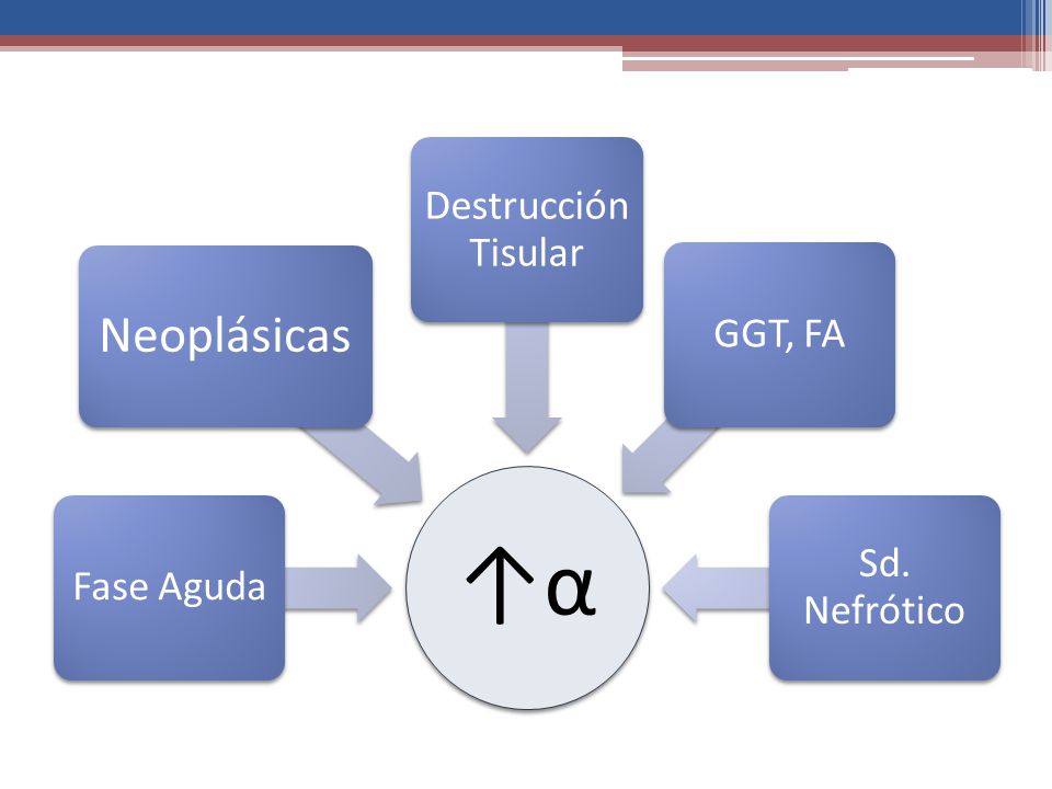 ↑α Fase Aguda Neoplásicas Destrucción Tisular GGT, FA Sd. Nefrótico