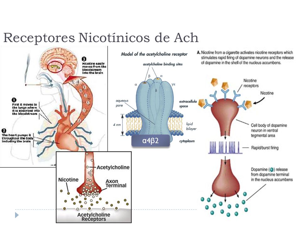 Receptores Nicotínicos de Ach