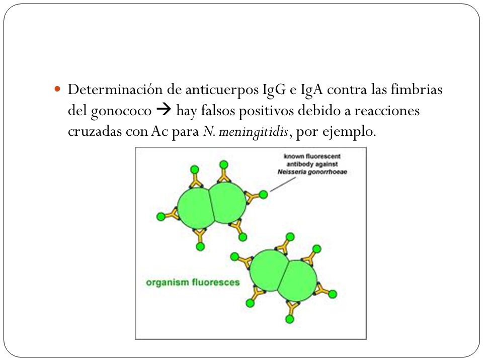 Determinación de anticuerpos IgG e IgA contra las fimbrias del gonococo  hay falsos positivos debido a reacciones cruzadas con Ac para N.