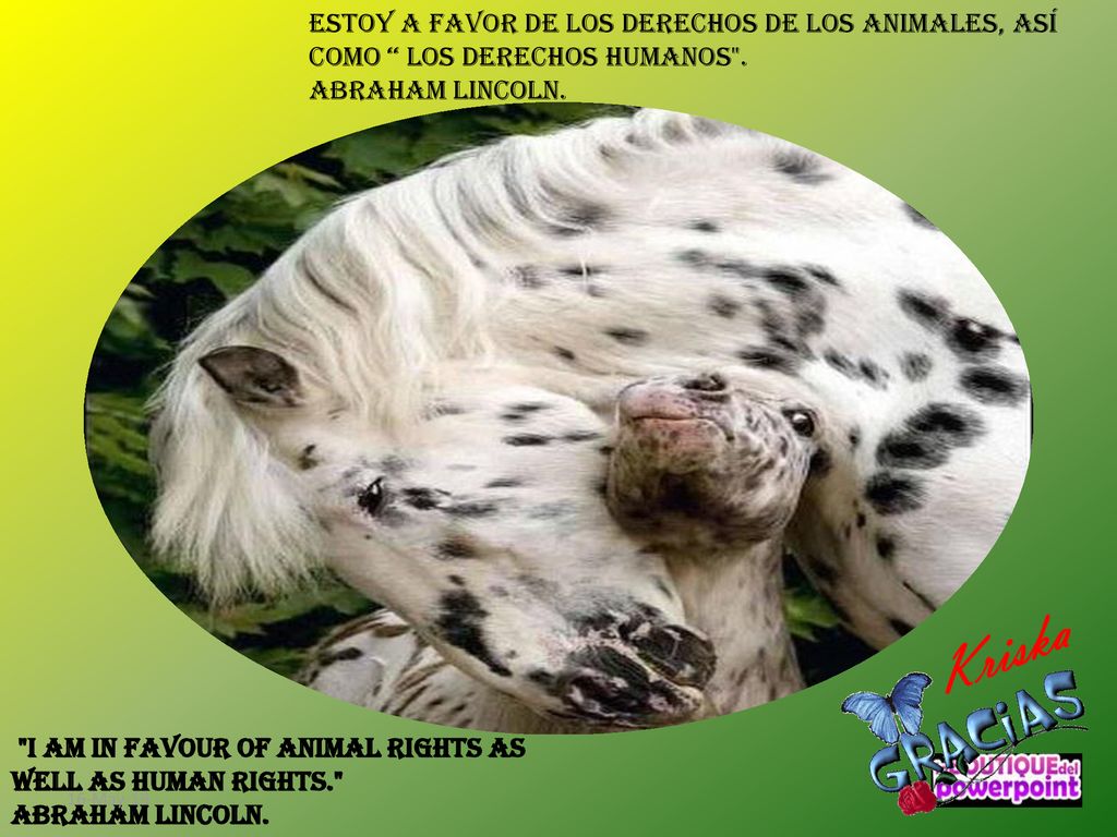 Estoy a favor de los derechos de los animales, así como los derechos humanos .