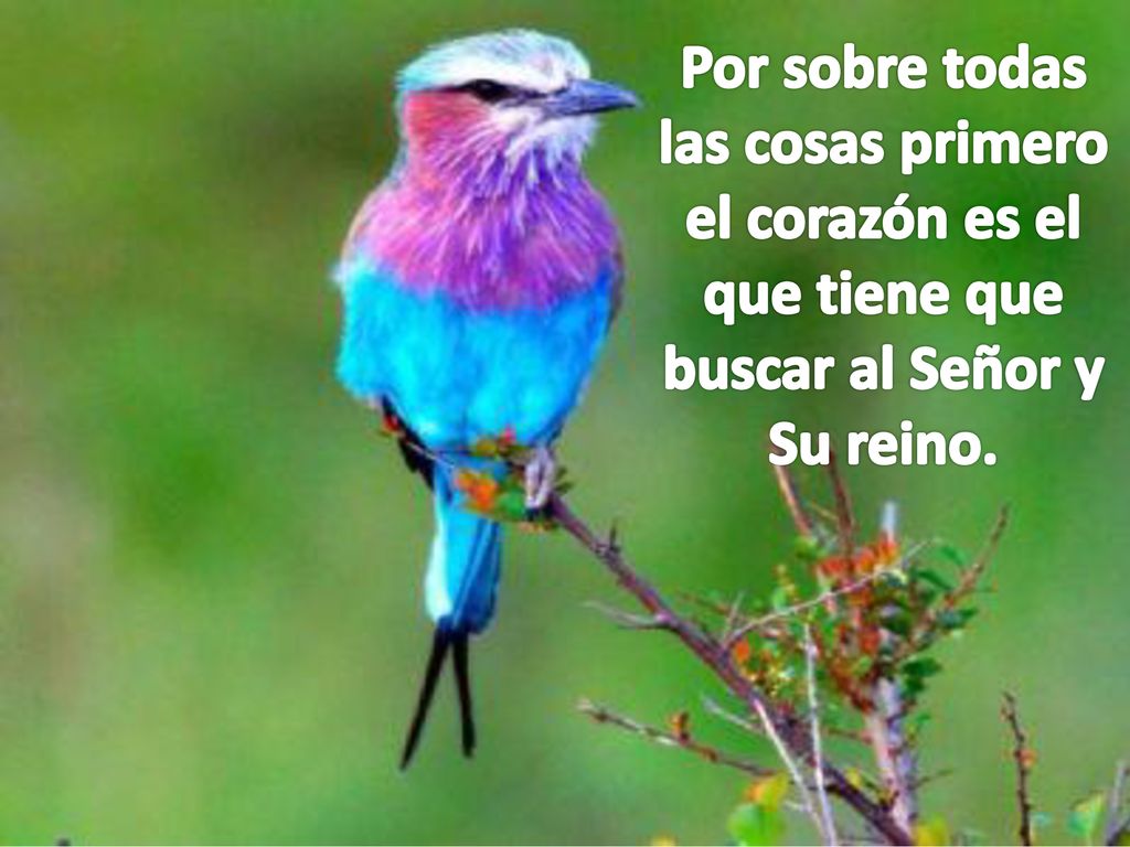Por sobre todas las cosas primero el corazón es el que tiene que buscar al Señor y Su reino.