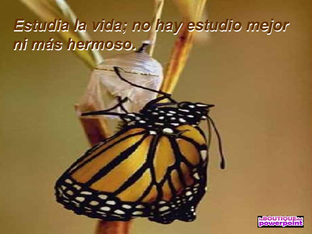 Estudia la vida; no hay estudio mejor ni más hermoso.