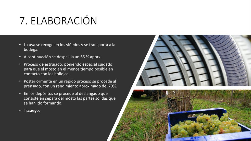 7. ELABORACIÓN La uva se recoge en los viñedos y se transporta a la bodega. A continuación se despalilla un 65 % aporx.