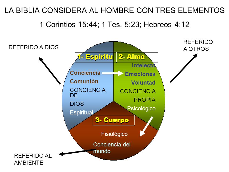 LA BIBLIA CONSIDERA AL HOMBRE CON TRES ELEMENTOS 1 Corintios 15:44; 1 Tes. 5:23; Hebreos 4:12