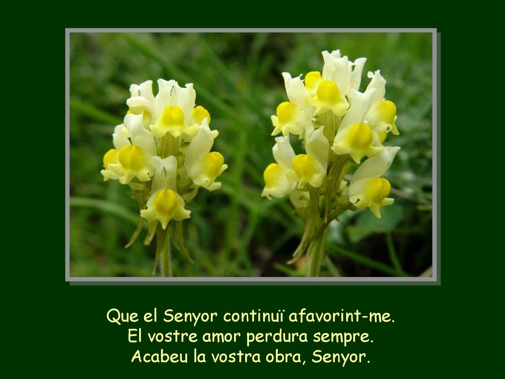 Que el Senyor continuï afavorint-me. El vostre amor perdura sempre.