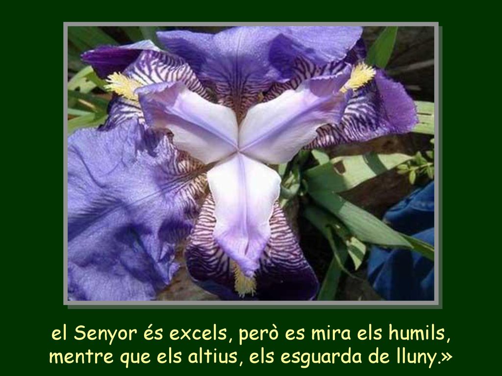 el Senyor és excels, però es mira els humils,