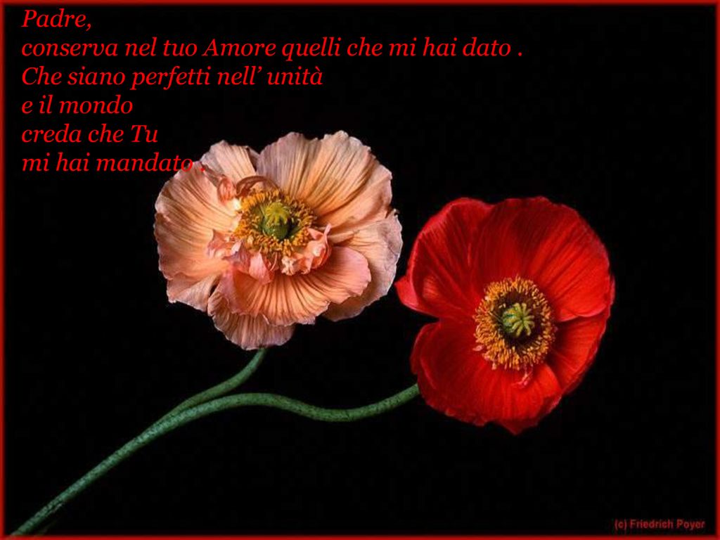 Padre, conserva nel tuo Amore quelli che mi hai dato . Che siano perfetti nell’ unità e il mondo. creda che Tu.