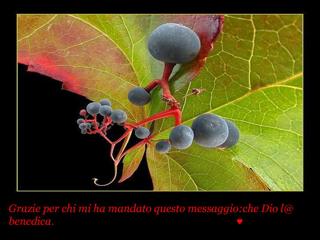 Grazie per chi mi ha mandato questo messaggio:che Dio benedica. ♥