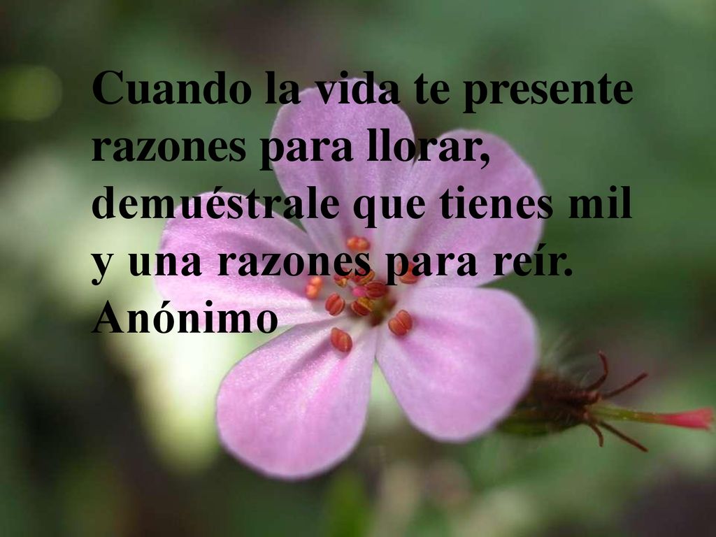 Cuando la vida te presente razones para llorar, demuéstrale que tienes mil y una razones para reír.