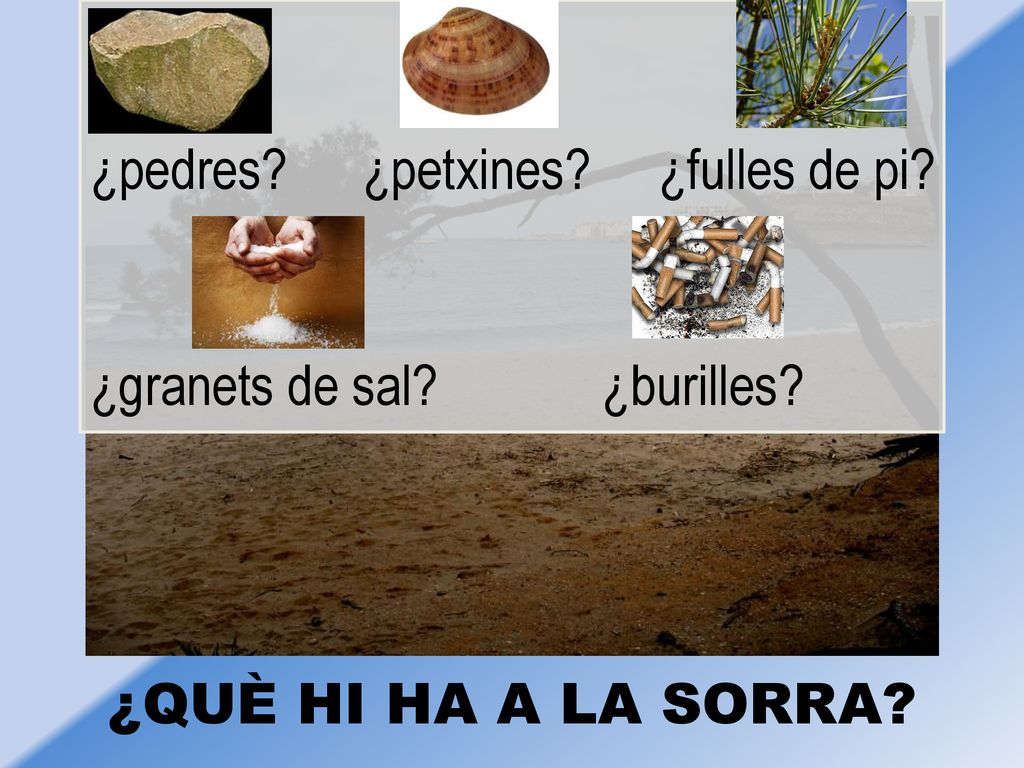 ¿petxines ¿fulles de pi ¿pedres ¿granets de sal ¿burilles ¿QUÈ HI HA A LA SORRA