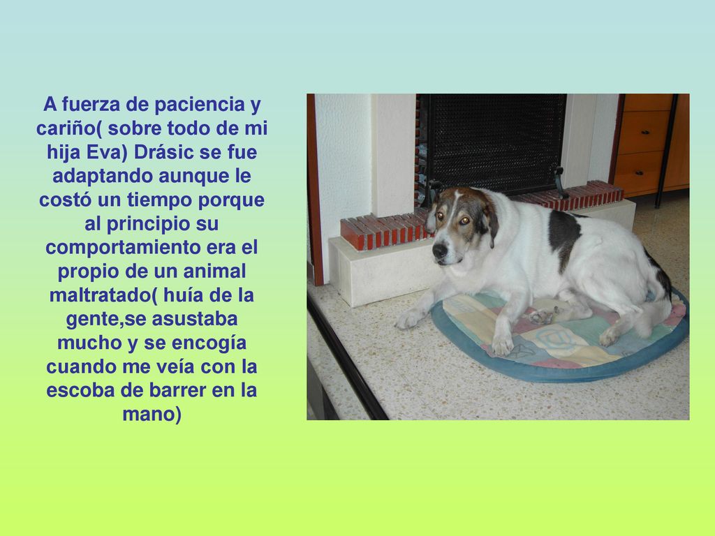 A fuerza de paciencia y cariño( sobre todo de mi hija Eva) Drásic se fue adaptando aunque le costó un tiempo porque al principio su comportamiento era el propio de un animal maltratado( huía de la gente,se asustaba mucho y se encogía cuando me veía con la escoba de barrer en la mano)