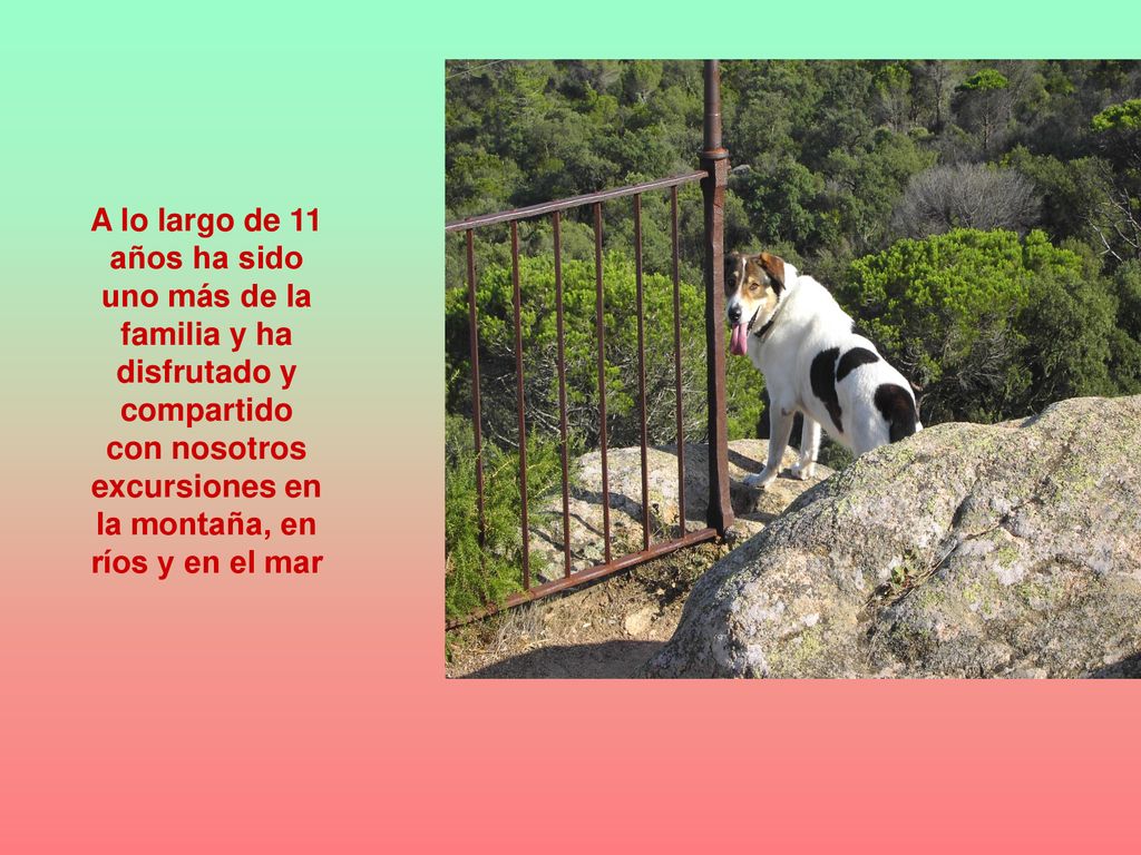 A lo largo de 11 años ha sido uno más de la familia y ha disfrutado y compartido con nosotros excursiones en la montaña, en ríos y en el mar