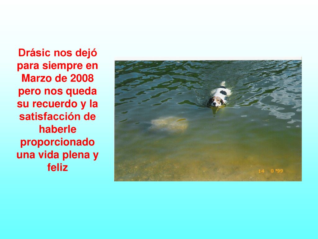 07/05/2019 Drásic nos dejó para siempre en Marzo de 2008 pero nos queda su recuerdo y la satisfacción de haberle proporcionado una vida plena y feliz.