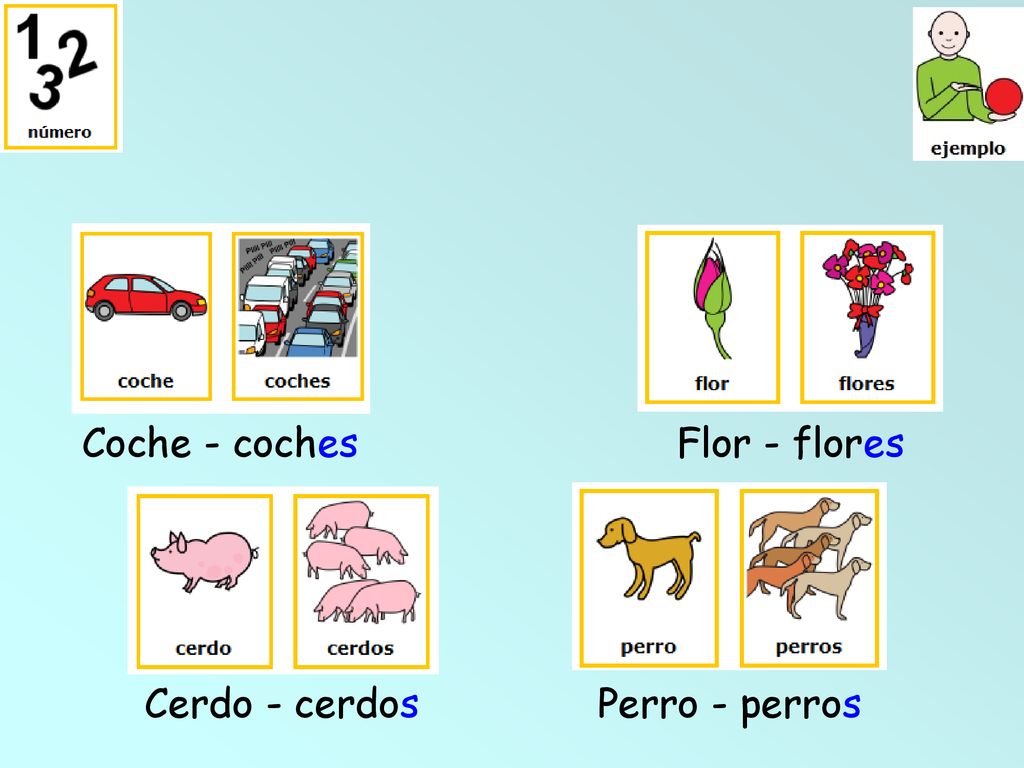 Coche - coches Flor - flores Cerdo - cerdos Perro - perros