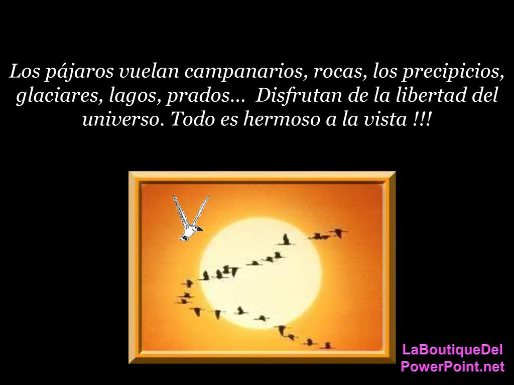Los pájaros vuelan campanarios, rocas, los precipicios, glaciares, lagos, prados… Disfrutan de la libertad del universo. Todo es hermoso a la vista !!!
