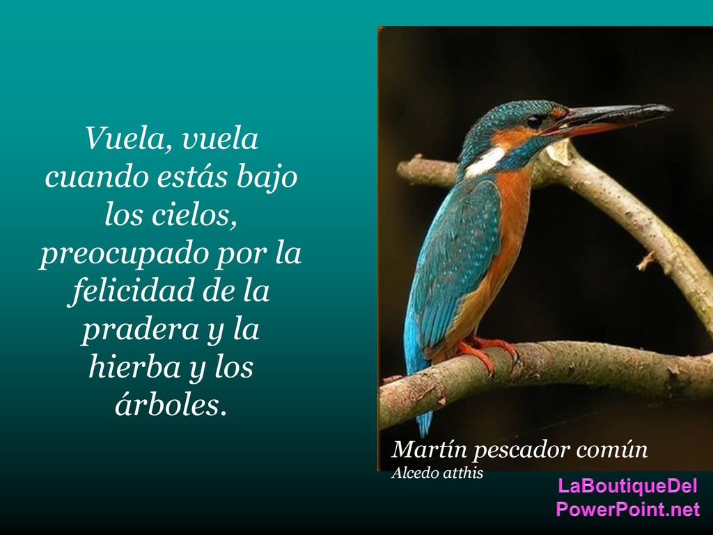 Vuela, vuela cuando estás bajo los cielos, preocupado por la felicidad de la pradera y la hierba y los árboles.