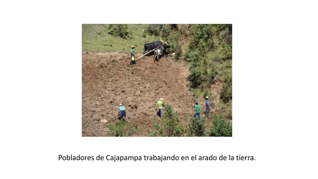 Pobladores de Cajapampa trabajando en el arado de la tierra.