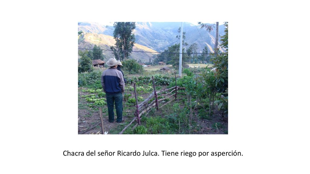 Chacra del señor Ricardo Julca. Tiene riego por asperción.
