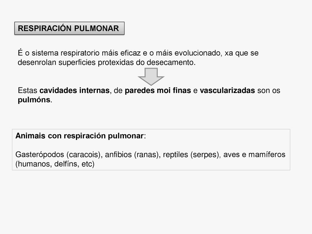 RESPIRACIÓN PULMONAR É o sistema respiratorio máis eficaz e o máis evolucionado, xa que se desenrolan superficies protexidas do desecamento.