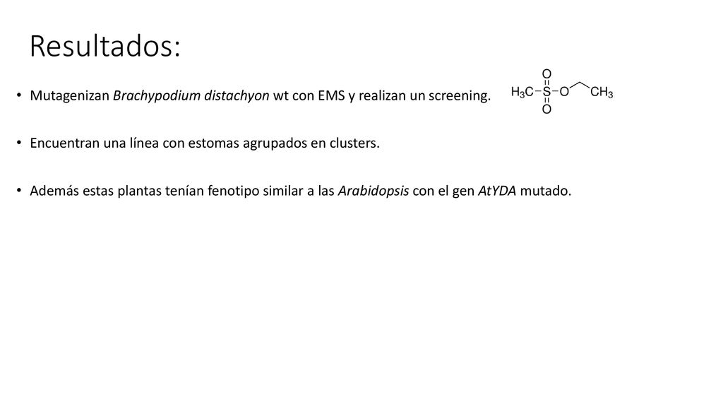 Resultados: Mutagenizan Brachypodium distachyon wt con EMS y realizan un screening. Encuentran una línea con estomas agrupados en clusters.