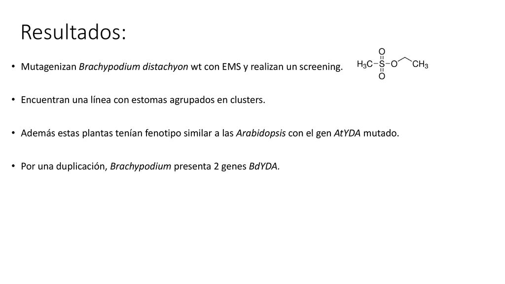 Resultados: Mutagenizan Brachypodium distachyon wt con EMS y realizan un screening. Encuentran una línea con estomas agrupados en clusters.