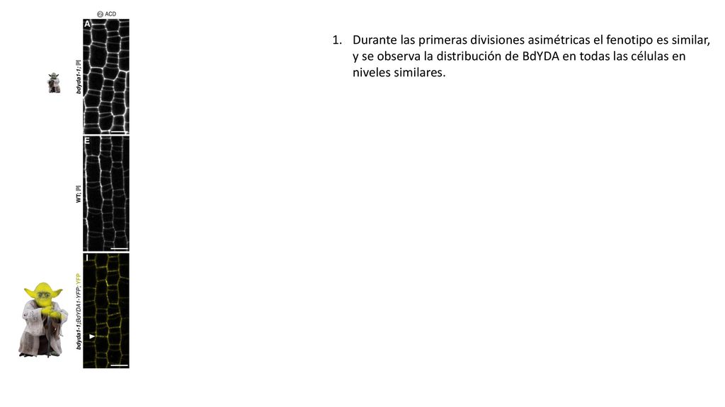 Durante las primeras divisiones asimétricas el fenotipo es similar, y se observa la distribución de BdYDA en todas las células en niveles similares.