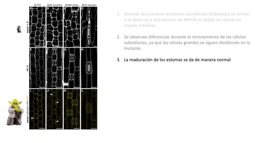 Durante las primeras divisiones asimétricas el fenotipo es similar, y se observa la distribución de BdYDA en todas las células en niveles similares.