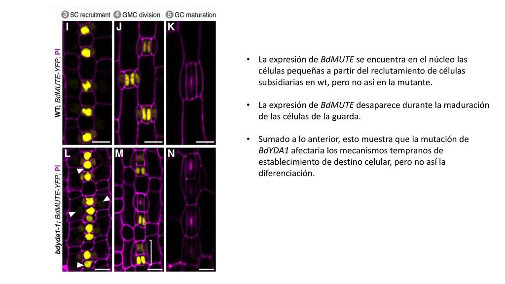 La expresión de BdMUTE se encuentra en el núcleo las células pequeñas a partir del reclutamiento de células subsidiarias en wt, pero no así en la mutante.