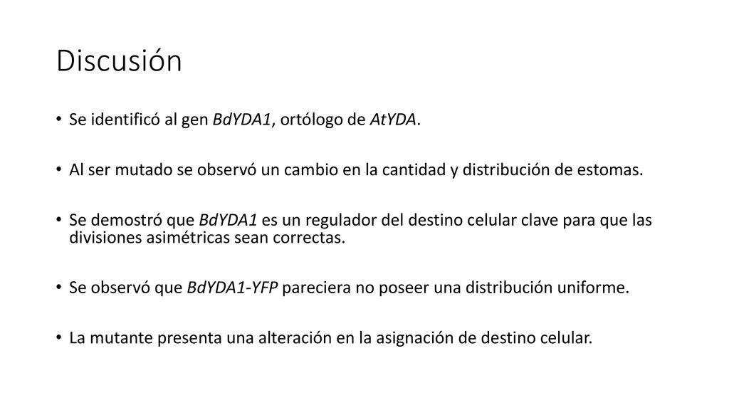 Discusión Se identificó al gen BdYDA1, ortólogo de AtYDA.