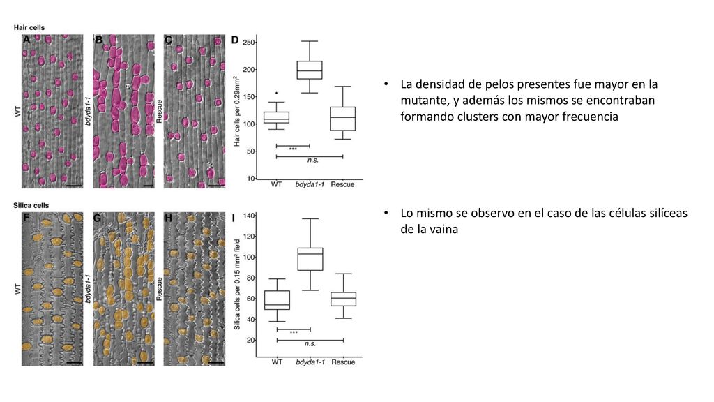 La densidad de pelos presentes fue mayor en la mutante, y además los mismos se encontraban formando clusters con mayor frecuencia