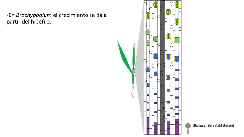 -En Brachypodium el crecimiento se da a partir del hipófilo.