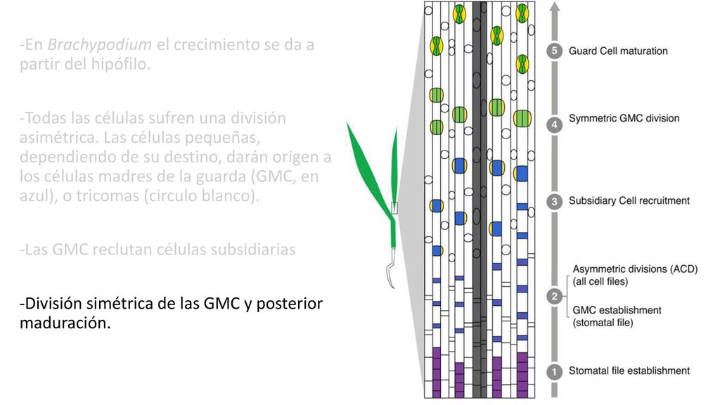 -En Brachypodium el crecimiento se da a partir del hipófilo
