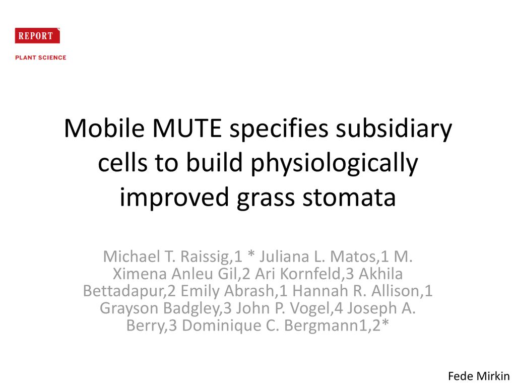 Mobile MUTE specifies subsidiary cells to build physiologically improved grass stomata